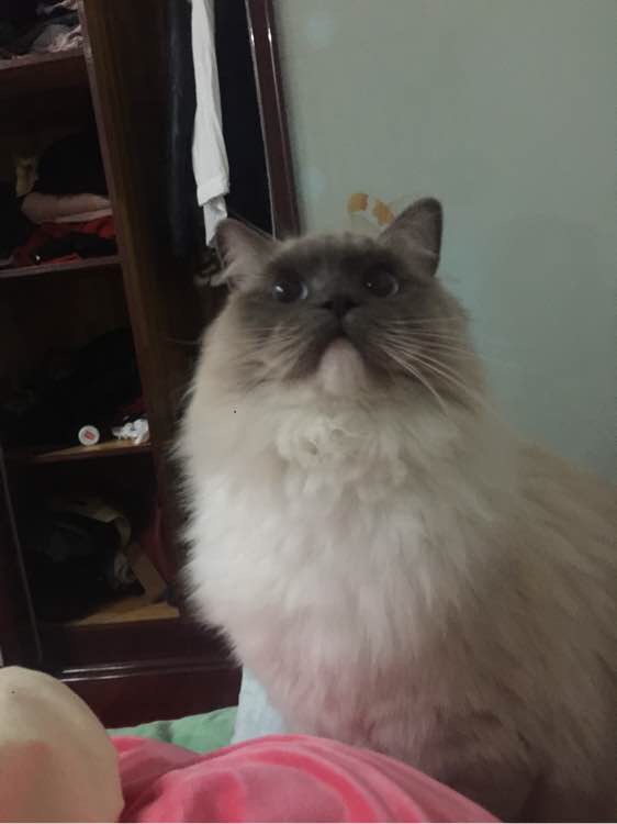 去宠物店给宠物猫洗澡要多久,给猫去宠物店洗澡多少钱一次