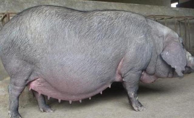 怎么样确定母猪怀上了,母猪怀上小猪怎么知道