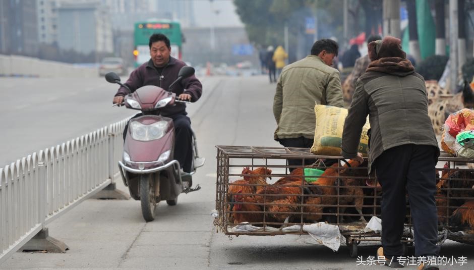 鸡瘟不可怕掌握以下5点,防止鸡瘟给鸡吃什么好