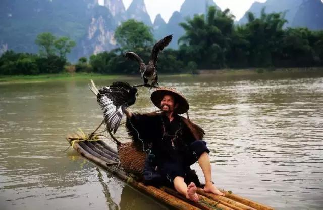 漓江上的渔鹰兄弟同弧悦黑坑上演怎样的故事？