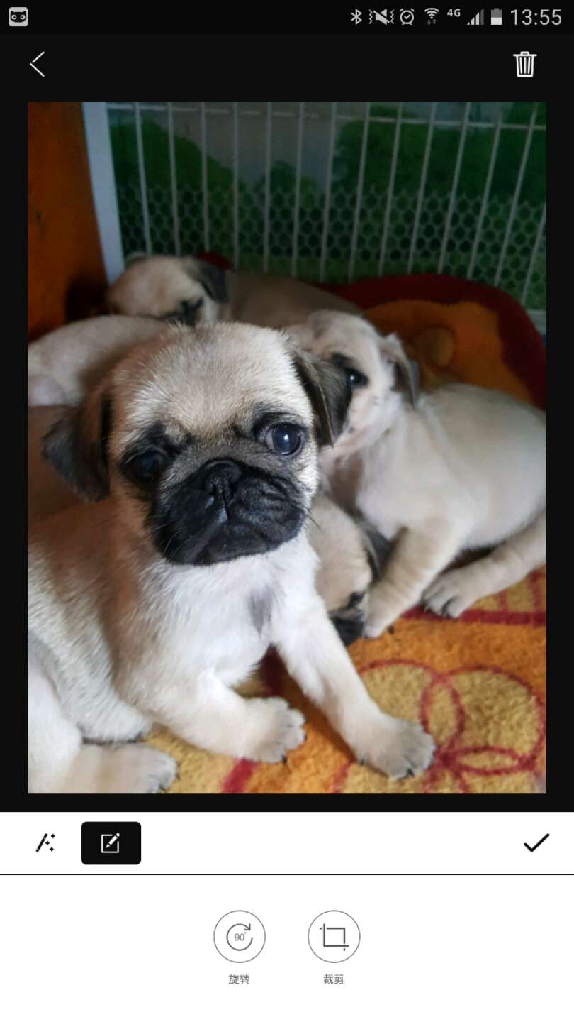 喵喵机使用感受,喵喵机有什么有趣的用法