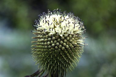药食同源十大经方,药食同源补肾益气
