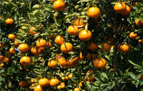 长沙的小吃和凤凰古城一样不,湖南凤凰古城特产小吃