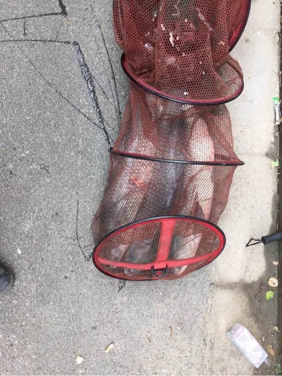 自从钓了鱼,麻将金花全部戒掉,老婆也支持我钓鱼,毕竟比赌博好