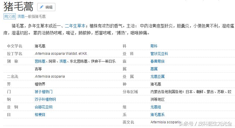 二月茵陈四月蒿包括艾蒿吗,茵陈蒿和青蒿图片