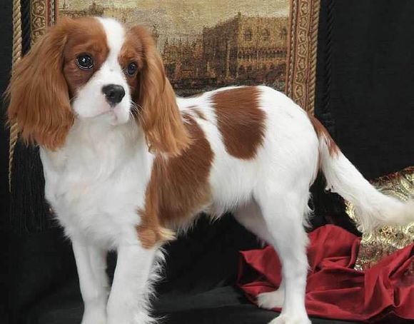 狗狗品种收集大全,收藏狗狗