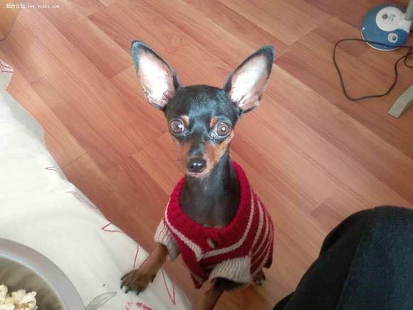 狗狗品种收集大全,收藏狗狗