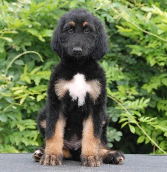 狗狗品种收集大全,收藏狗狗