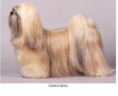 收藏狗狗的图片,收藏宠物集