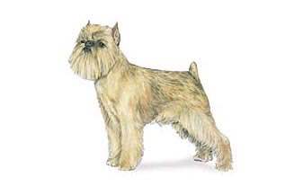 收藏狗狗的图片,收藏宠物集