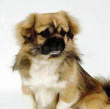 收藏狗狗的图片,收藏宠物集