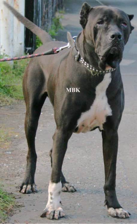 收藏狗狗的图片,收藏宠物集