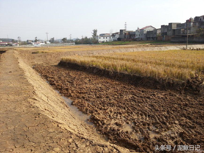 泥鳅养殖有哪些政策,泥鳅养殖的前景如何发展