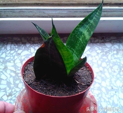 虎皮兰烂根怎么救,虎皮兰烂根后用什么方法补救