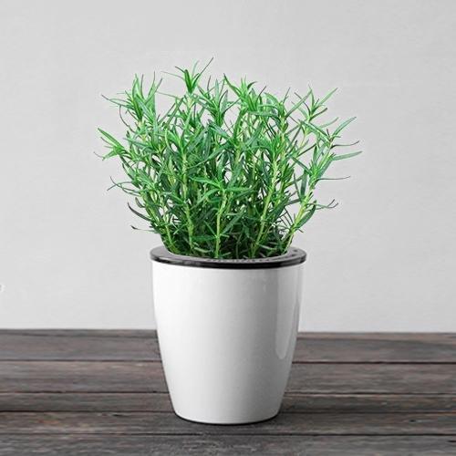 吸甲醛最利害的6款绿色盆栽,家中不妨放几盆,好养还漂亮