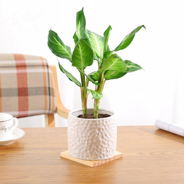 吸甲醛最利害的6款绿色盆栽,家中不妨放几盆,好养还漂亮