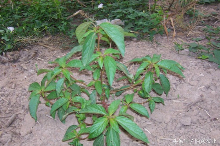 血见愁草能治疗流鼻血吗,农村常见的血见愁有什么药用