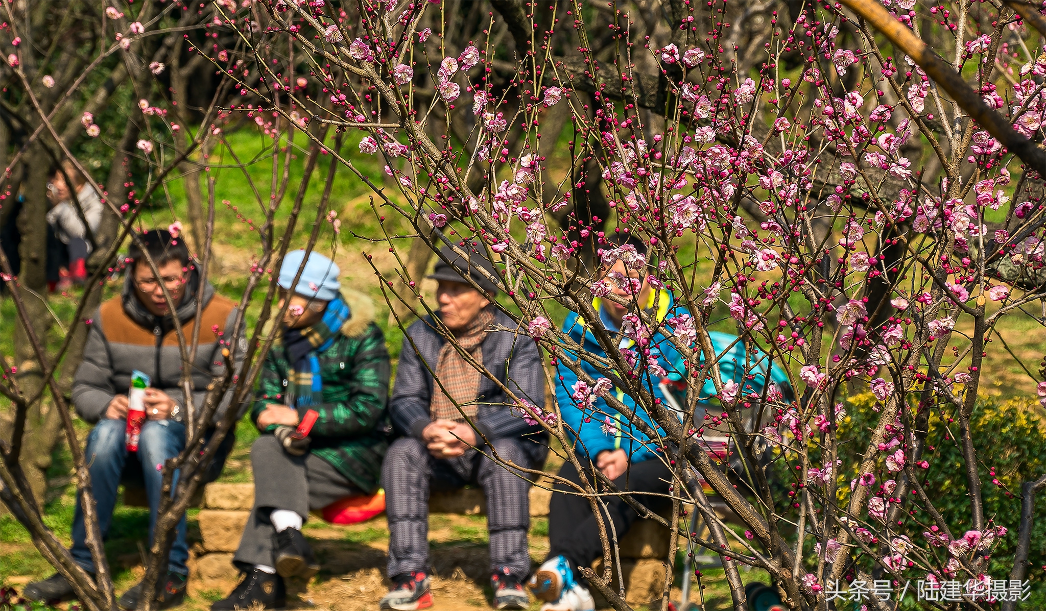 无锡梅园,春风十里不如你