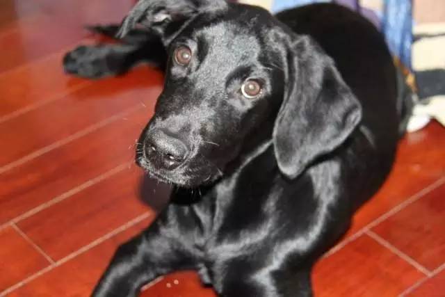 拉布拉多犬常见疾病,饲养拉布拉多6大禁忌