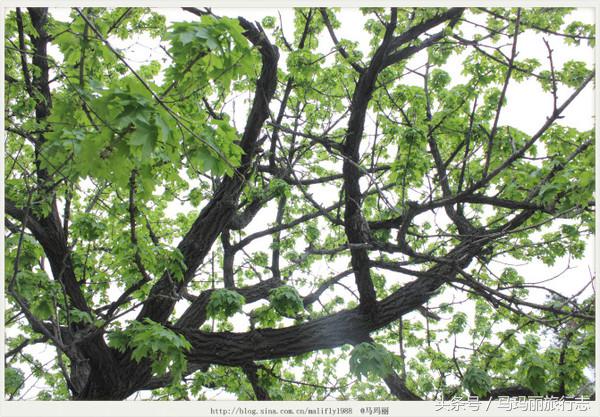 红瓦绿树的青岛八大关，这才是鲜明的青岛色彩