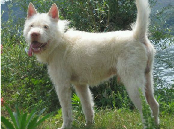 十大最值得养的土狗,最好养的十大土狗