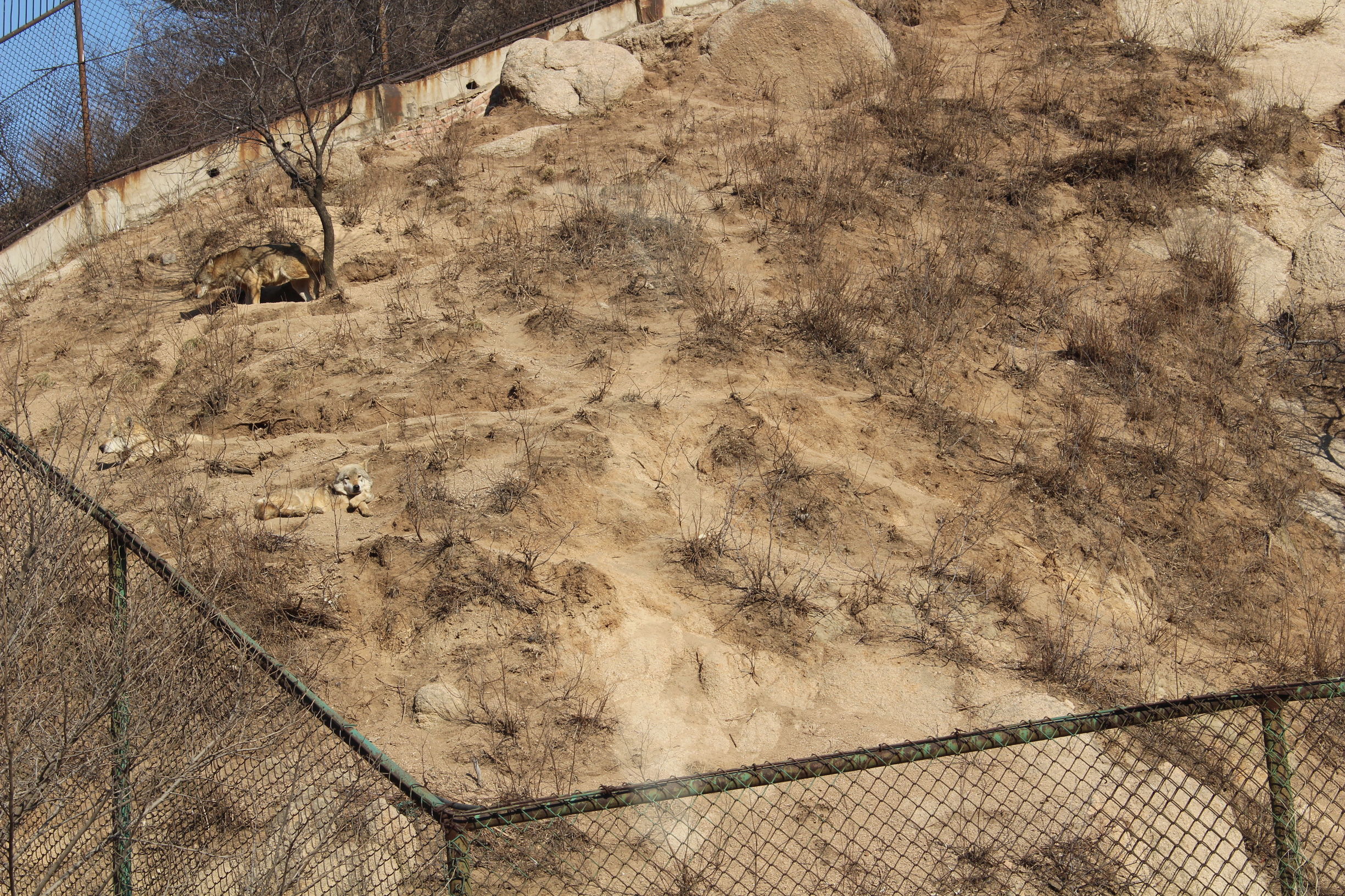 带你一起游北京,大兴野生动物园和八达岭哪个好玩