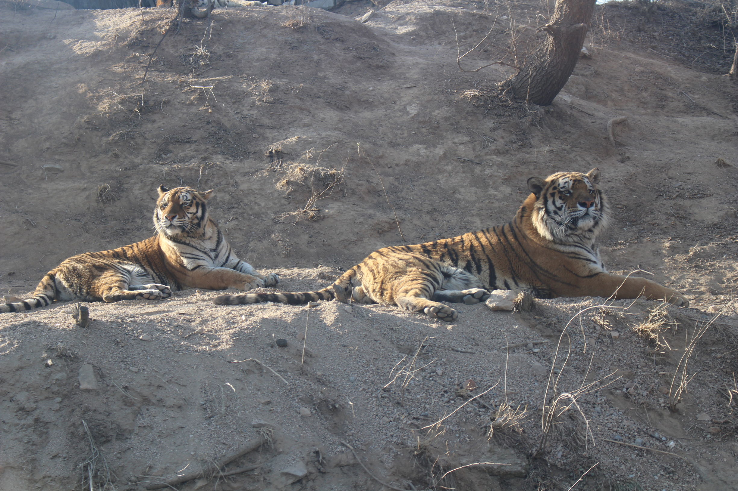 带你一起游北京,大兴野生动物园和八达岭哪个好玩
