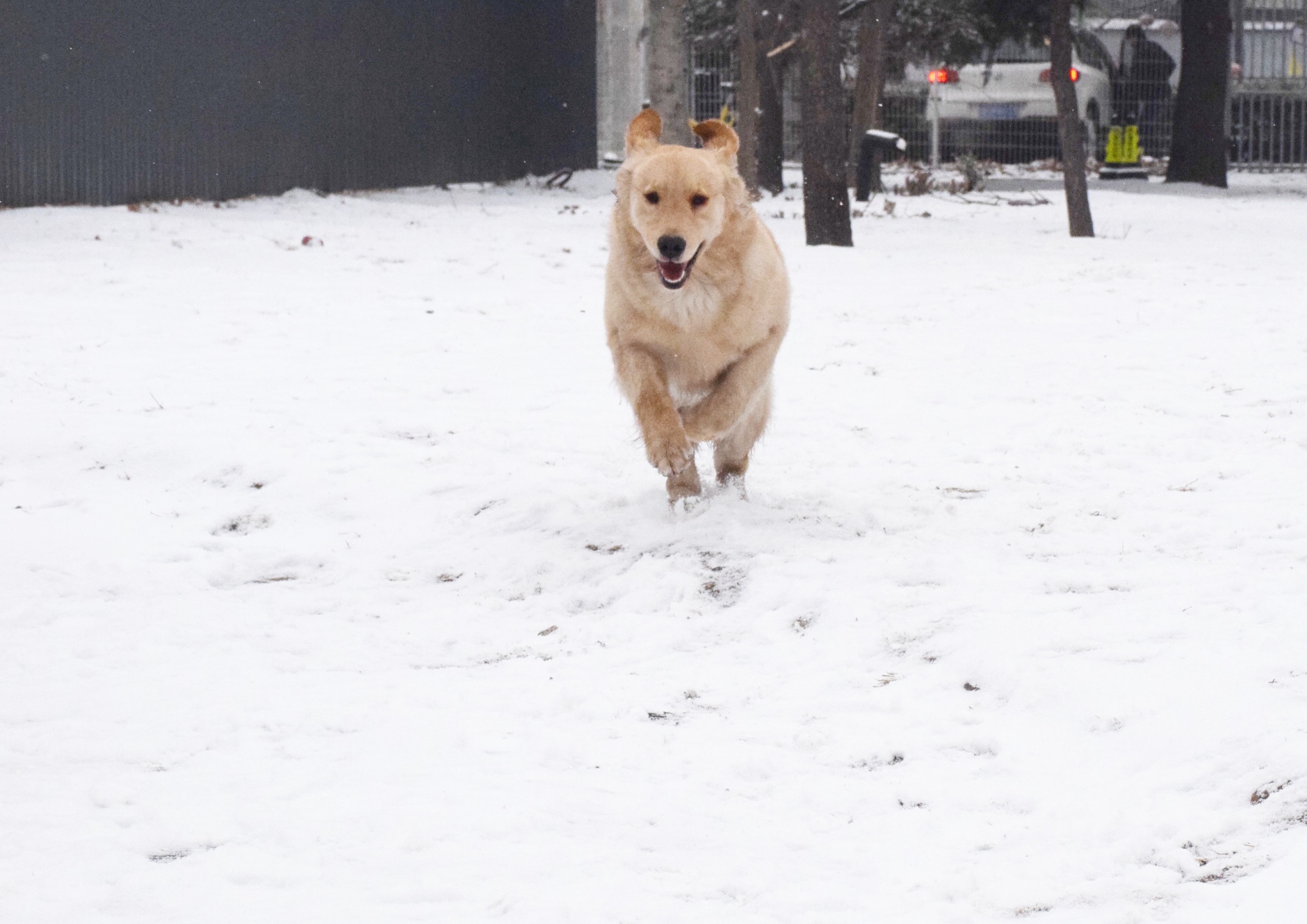 北京下大雪网友家里的雪橇二傻遇到雪做的第一件事是这样