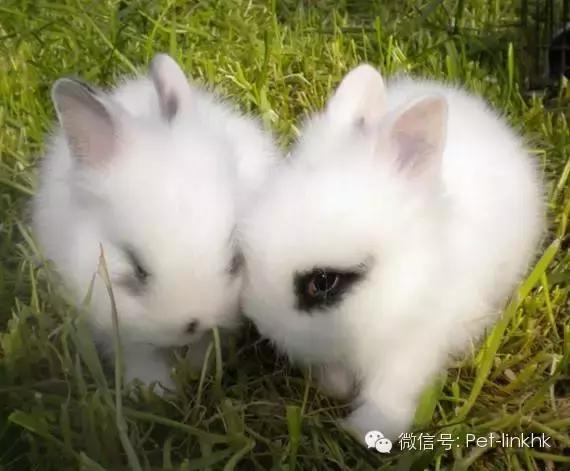 国内十大最受欢迎宠物排行,最受欢迎的宠物品种有哪些