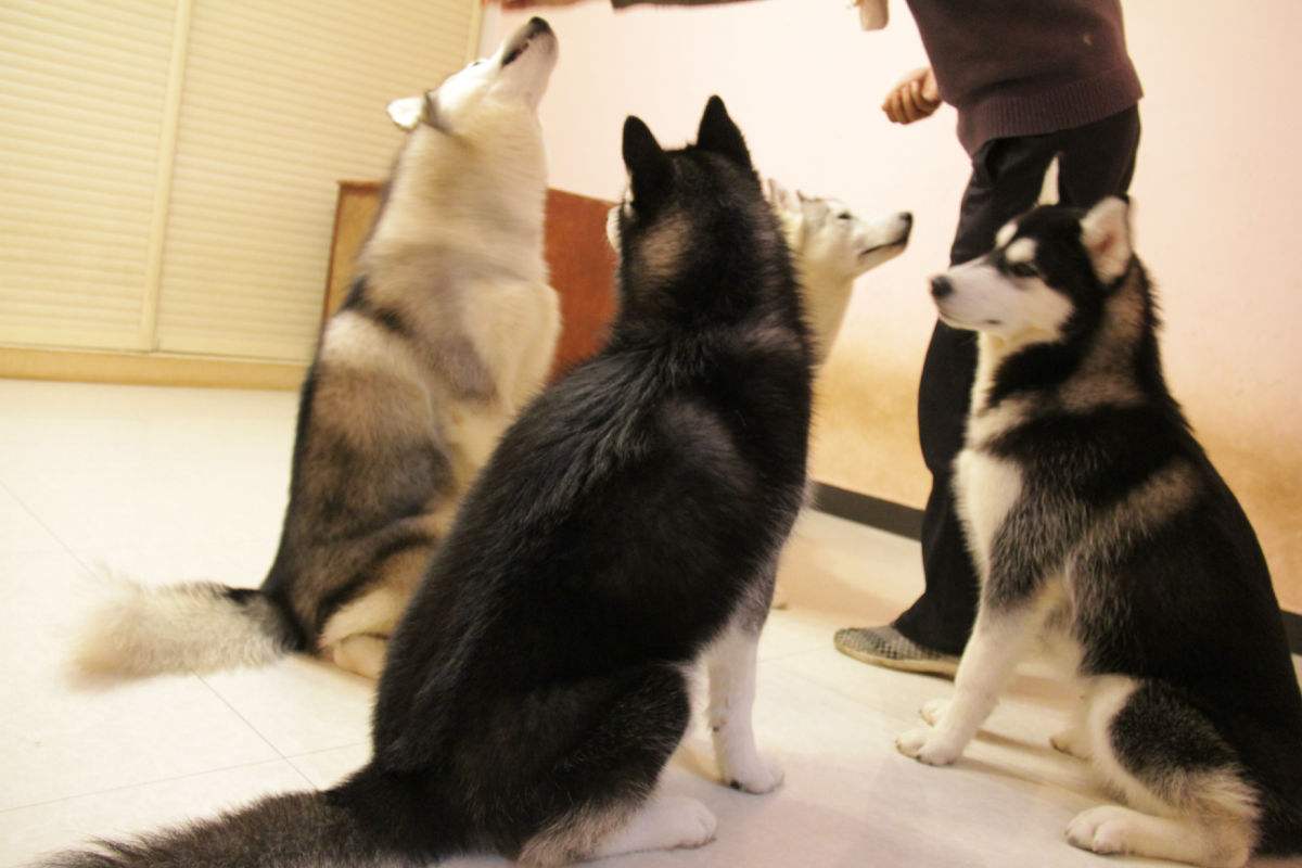 小学生量词常识,关于量词的知识