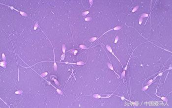 怎样挑选好的公马,公马如何选择母马