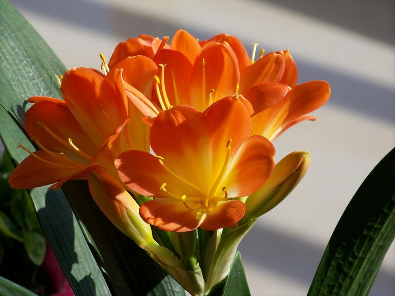 君子兰掉的小根能繁殖吗,君子兰繁殖不分盆好看吗