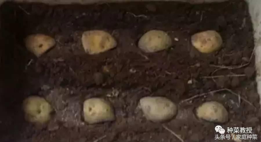 种菜土豆怎么种,阳台土豆种植技术全过程