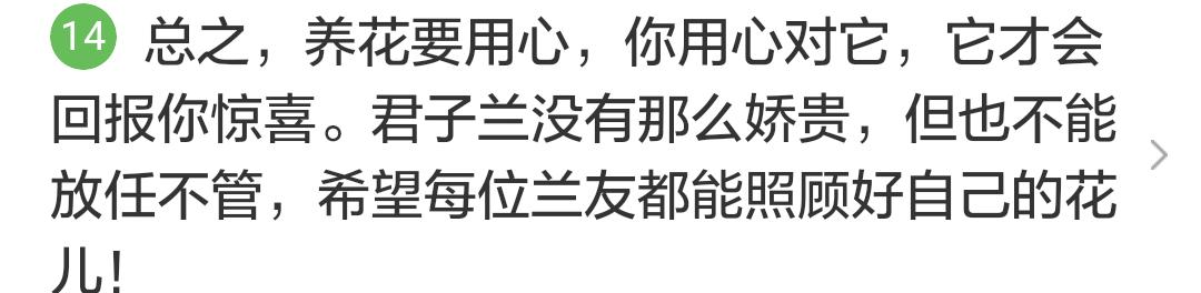 君子兰掉的小根能繁殖吗,君子兰繁殖不分盆好看吗