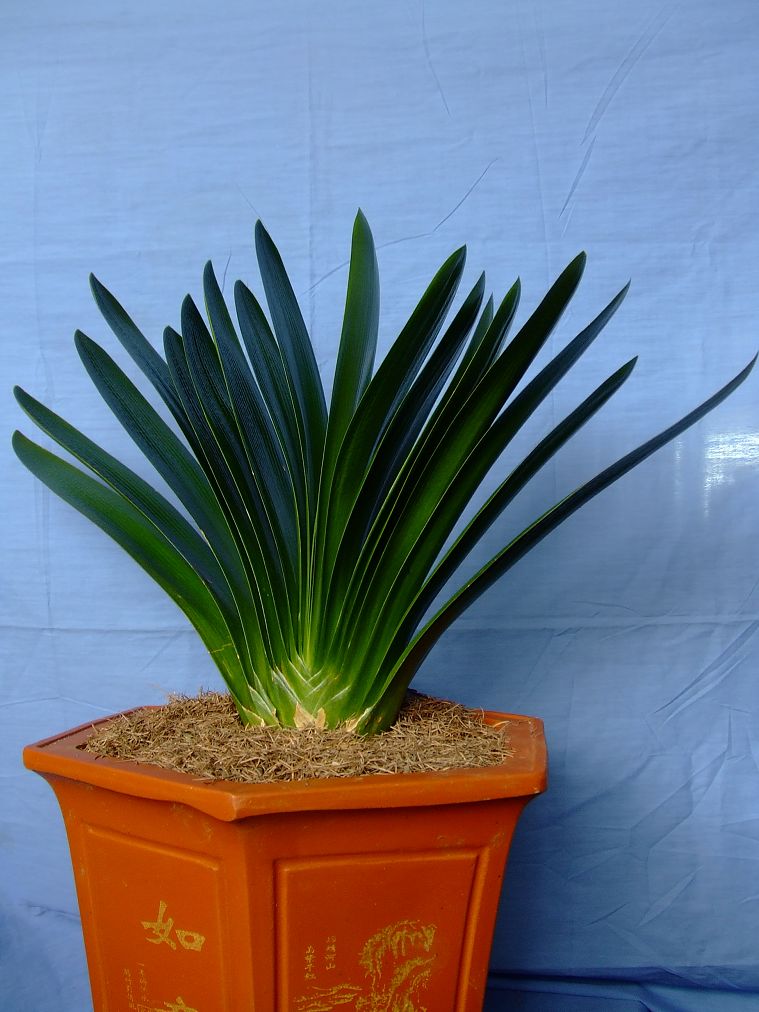 君子兰掉的小根能繁殖吗,君子兰繁殖不分盆好看吗