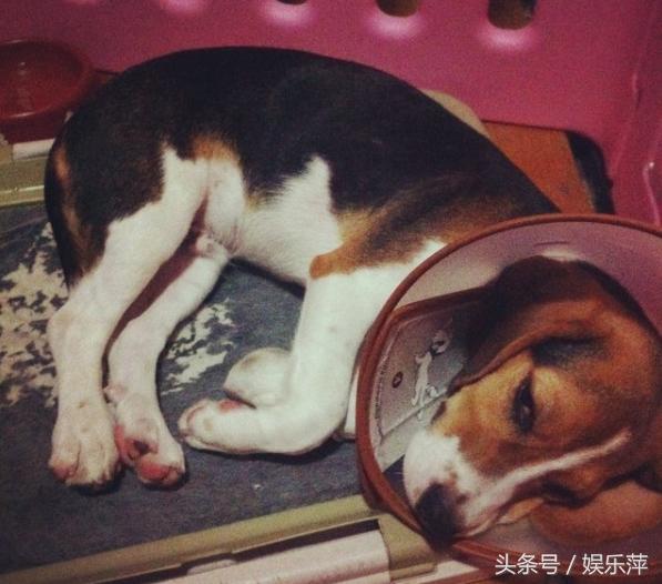 狗狗防感染头罩,一言不合就飙车原版