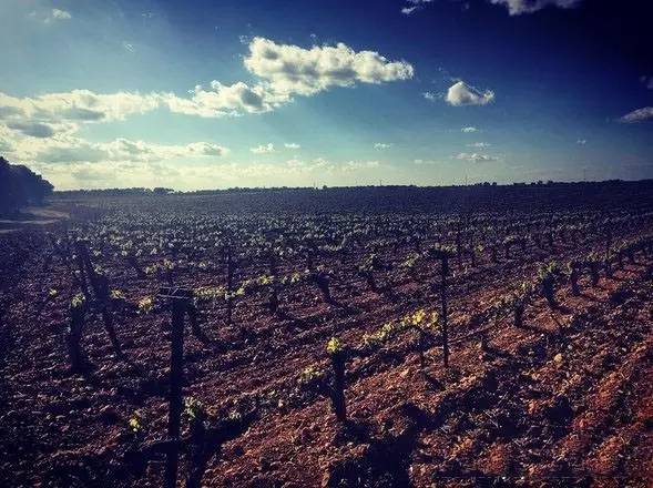 媲美茅台的酒叫什么,媲美茅台王子的酒