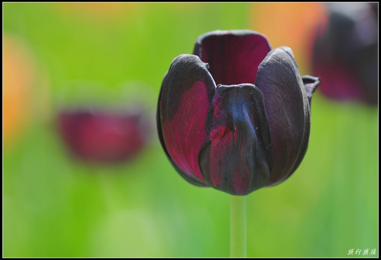 郁金香花卉摆放,郁金香花卉基地