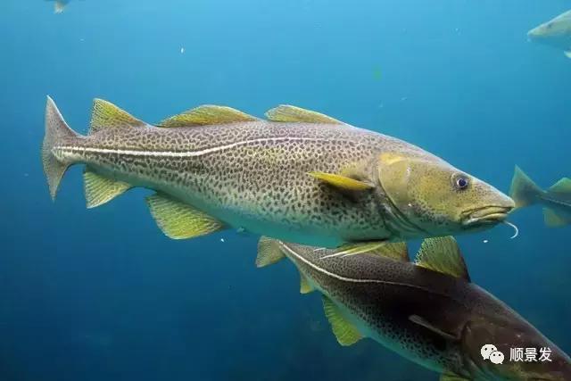 天下渔仓有机鱼,天下渔仓椒江店地址