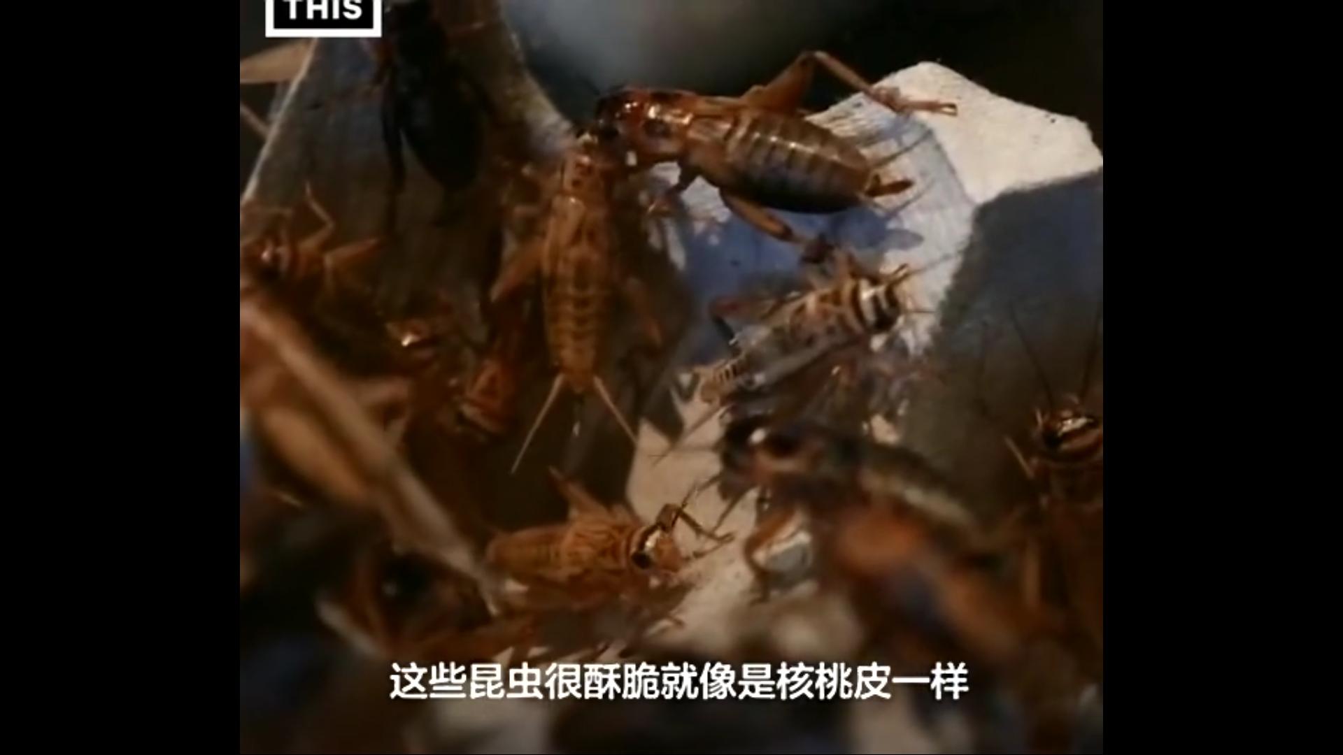 日本的蟑螂美食,日本吃蟑螂做的食品