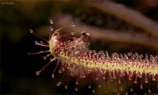 阳台种花招虫子怎么办,阳台种花有小飞虫怎么办