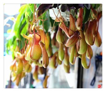 阳台种花招虫子怎么办,阳台种花有小飞虫怎么办