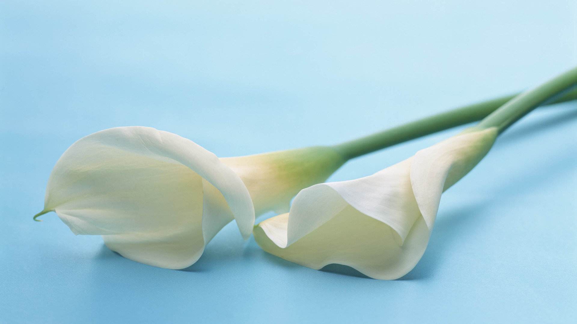 娶胖女人做老婆的好处,胖老婆的好处