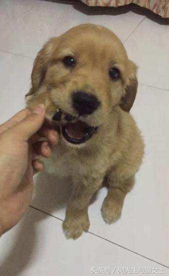 养了只小金毛,竟然趁我不注意偷吃洗衣粉,10分后脸肿成大包子