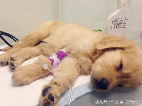 养了只小金毛,竟然趁我不注意偷吃洗衣粉,10分后脸肿成大包子