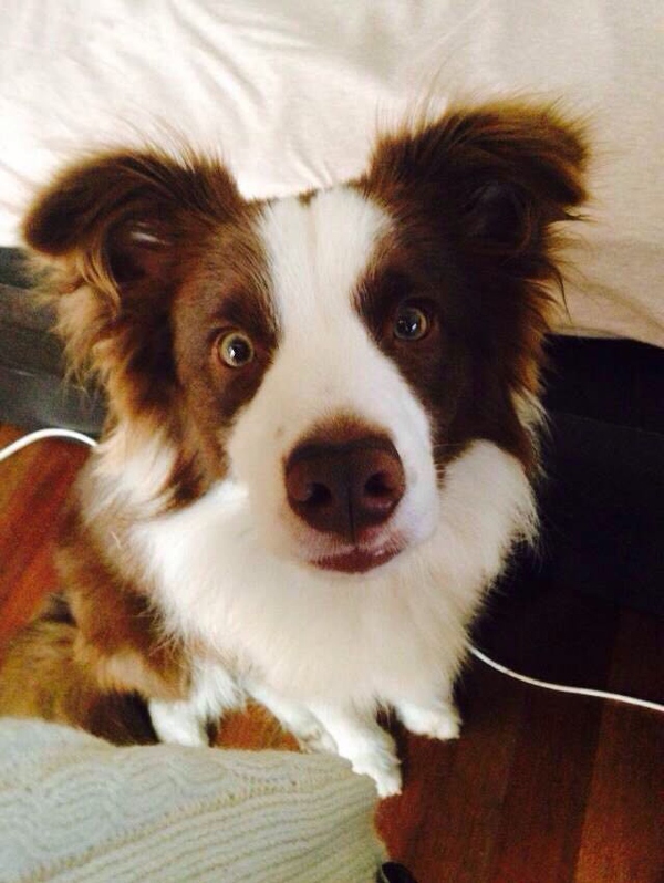 边牧这种狗到底有多聪明,边牧的智商真的有6-8岁那么高吗