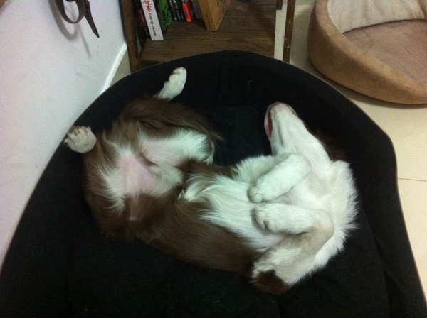 边牧这种狗到底有多聪明,边牧的智商真的有6-8岁那么高吗