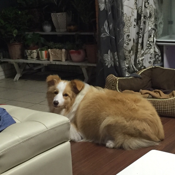 边牧这种狗到底有多聪明,边牧的智商真的有6-8岁那么高吗