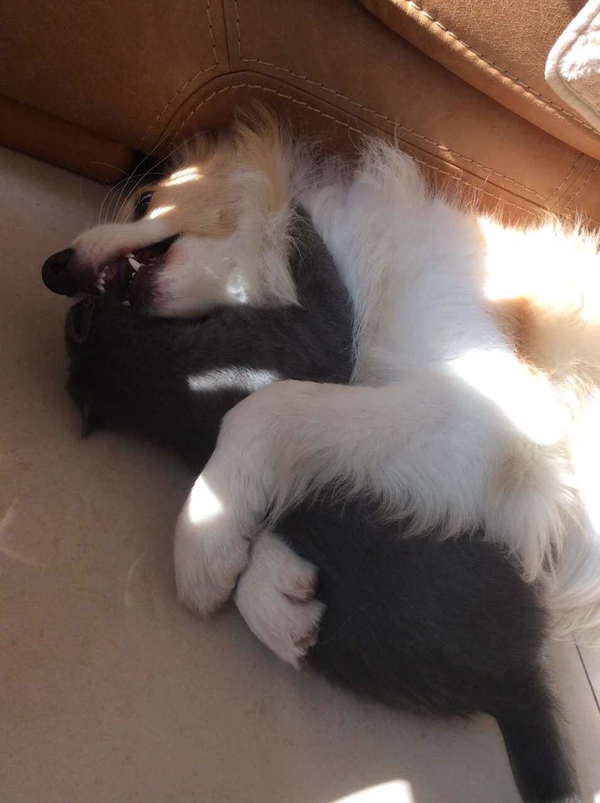 边牧这种狗到底有多聪明,边牧的智商真的有6-8岁那么高吗