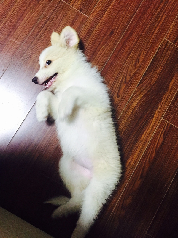 边牧这种狗到底有多聪明,边牧的智商真的有6-8岁那么高吗